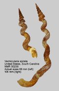 Vermicularia spirata (6)